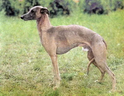 Венгерская борзая (Hungarian Greyhound) (Породы собак) венгерская борзая  фото, венгерская борзая купить, щенки венгерской борзой фото Энциклопедия о  животных EGIDA.BY