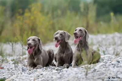 ВЕЙМАРАНЕР. Плюсы и минусы породы WEIMARANER - YouTube