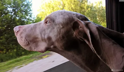 Собака Weimaraner породы стоковое изображение. изображение насчитывающей  краткость - 96244241