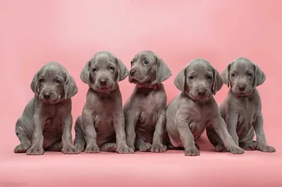 Веймаранер: стандарты породы, 🐕 характер, питание, дрессировка, фото