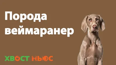 Порода собаки Weimaraner стоковое изображение. изображение насчитывающей  послушливо - 71435015