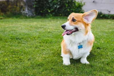 Вельш корги пемброк (Pembroke Welsh Corgi) - это жизнерадостная,  дружелюбная, умная порода собак. Фото, описание и отзывы.