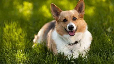 картинки : Welshcorgi, Корги, собака, за пределами, Собака, как  млекопитающее, порода собаки, Валлийский корги, Собака породы группа,  Пемброк вельш корги, Морда, Бакенбарды, Кардиган вельш корги, Исландская  овчарка, трава, растение, мех, Карниворан ...