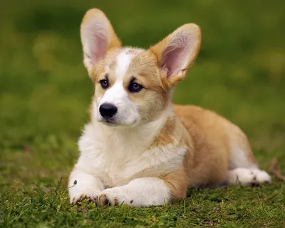 Вельш корги пемброк (Pembroke Welsh Corgi) - это жизнерадостная,  дружелюбная, умная порода собак. Фото, описание и отзывы.