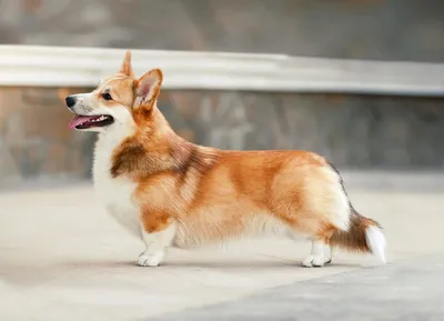 Вельш корги пемброк (Pembroke Welsh Corgi) - это жизнерадостная,  дружелюбная, умная порода собак. Фото, описание и отзывы.