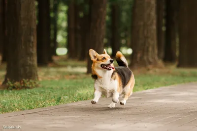 DOG-Профи Книга про собак породы Вельш-корги – купить по цене 1 200 руб.  для грумеров DOG-ПРОФИ в «Грум-Мир»