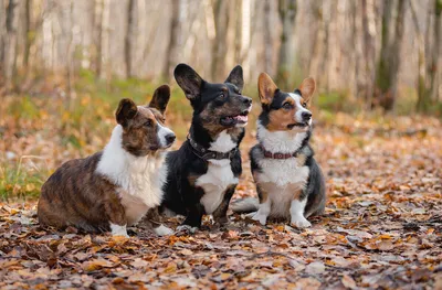 Собака вельш-корги пемброк: 🐕 фото, описание и характер породы