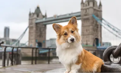 Пропала собака породы Вельш Корги Пемброк в Косулино, Свердловская область  | Pet911.ru