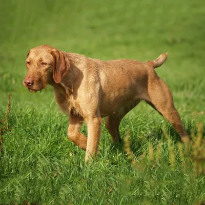 Венгерская выжла (легавая): 🐕 описание породы собак, характер, фото