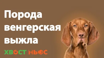 Венгерская выжла | это... Что такое Венгерская выжла?