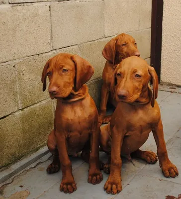 картинки : щенок, собака, Млекопитающее, Weimaraner, Позвоночный, Гончая, порода  собаки, Чесапикский ретривер, Венгерская визсла, Собака, как млекопитающее,  Карниворан, Брохолмер, Редбоун, Баварская горная гончая, Wirehaired Vizsla,  Венгерская гончая ...