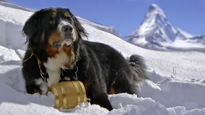 БЕРНСКИЙ ЗЕННЕНХУНД. Плюсы и минусы бернской горной собаки | Bernese  Mountain Dog - YouTube