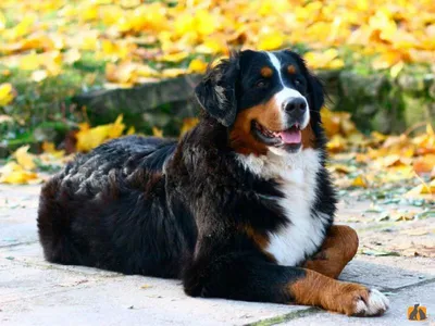 Швейцарская порода собаки Бернский зенненхунд (Berner Sennenhund.