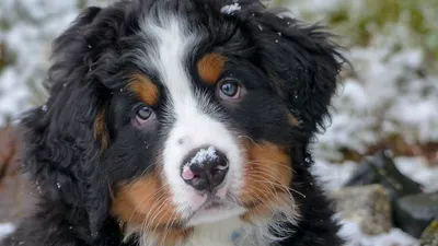 О породе Bernese Mountain Dog, Бернский зенненхунд. Все о выборе,  воспитании и содержании, советы кинологаПитомник бернских зенненхундов \"MY  LOVELY BERN\" +7 (916) 942-19-60.