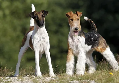 Гладкошерстный фокстерьер / Smooth Fox Terrier - PetsPoint.ru