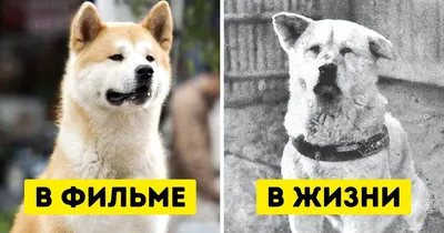 История Хатико – преданность и верность, которые стали легендой | ВКонтакте