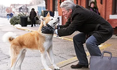 sobarber_minsk - 🐶🐾Самурай на четырех лапах 🐾🐶Считается, что предками  акиты были шпицеобразные породы. Исследования показали, что акита-ину -  древнейшая порода собак, одна из 14 древнейших пород во всем мире. Останки  собак, похожих
