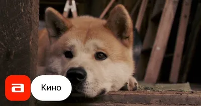 Порода собак «Акита-ину» - World-dogs.ru