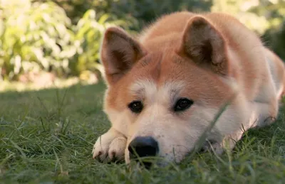 Хатико Самый верный друг / Hachiko: A Dog's Story (2009, фильм) - «Собачья  верность - это поистине великое чудо + скрины» | отзывы