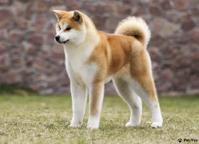 Хатико Самый верный друг / Hachiko: A Dog's Story (2009, фильм) - «Фильм,  который заставил меня реветь.. Хатико:(» | отзывы