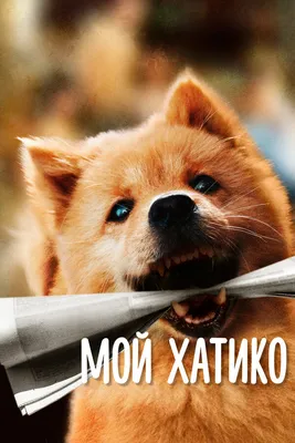 Сиба-ину — Википедия