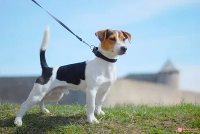 История породы Джека Рассела Терьера (Jack Russell Terrier) - О собаках -  Статьи | Интернет зоомагазин TdZOO.ru