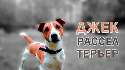 Помски - все о породе собаки: фото, характер, правила ухода и содержания -  Petstory