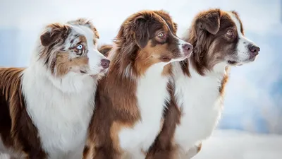 Кто-то руки, касающихся на небольших собак породы, которые Pomeranian  надевают маски здоровья Стоковое Фото - изображение насчитывающей зеленый,  влюбленность: 170158180