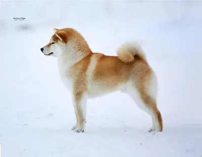 Сиба Ину 🐾 Все о породе, плюсы и минусы, уход, характер, воспитание,  отзывы, поведение, дрессировка🐶 - YouTube