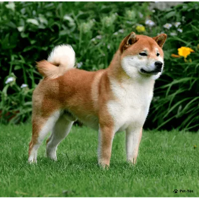 Shiba Inu — Википедия