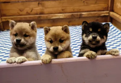 Стандарт породы сиба ину - shiba inu kennel YUMIN