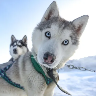 Ездовые собаки - породы и названия | Список ездовых собак на севере |  Pet-Yes