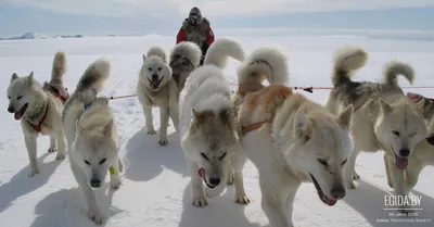 Северные ездовые породы собак - питомник Husky Fund