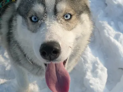 Ездовые собаки: хаски, маламут и другие породы | Hill's Pet