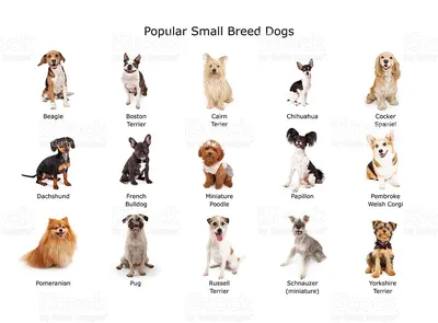 A group of fifteen common small breed domestic dogs | Породы собак, Уход за  собакой, Собаки