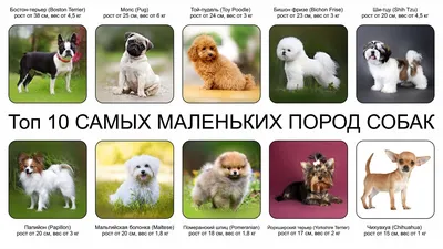 Топ 7 самых маленьких пород собак.