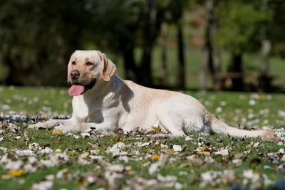 ТОП 10 самых больших собак в мире: породы с фото и описанием - Pets