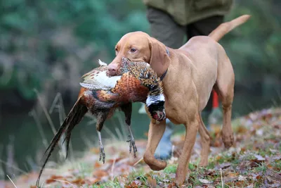 10 популярных охотничьих пород🐕🐾 | Бонечка самый добрый песик на  земле🤍🐶 | Дзен