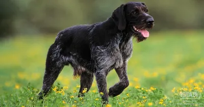 Охотничьи породы собак 🐕 для городских собаководов - Гульдог