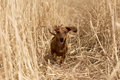 Французская трехцветная гончая (French tricolor hound) (Породы собак)  французская гончая, охотничьи собаки, гончие собаки, охотничьи породы собак,  охотничьи породы, охотничьи собаки фото, французская гончая фото  Энциклопедия о животных EGIDA.BY