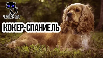 Служебные породы собак с фотографиями и названиями | PetGuru