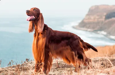 Венгерская выжла (Vizsla) - это большая, активная и очень умная порода собак.  Фото, описание породы, отзывы.