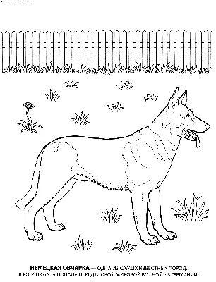 Немецкая овчарка | Пикабу