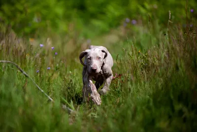 Гончие породы собак: виды, особенности и отличия пород | Royal Canin UA