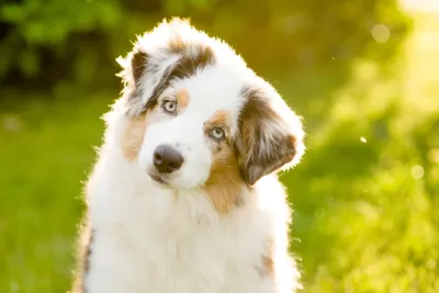 Гипоаллергенные породы собак: 🐕 для содержания в квартире, доме - Гульдог