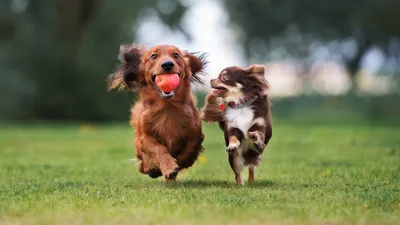 Маленькие собаки для 🐕 небольшой квартиры: лучшие породы миниатюрных собак  - Гульдог