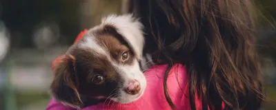 Собака для охраны 🐕 детей