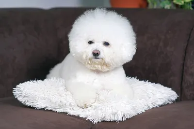 Маленькие собаки для 🐕 небольшой квартиры: лучшие породы миниатюрных собак  - Гульдог