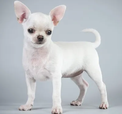 Большие породы собак – топ-15 крупных пород с фото – ProPlan.ru