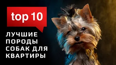 Маленькие породы собак для квартиры и детей -